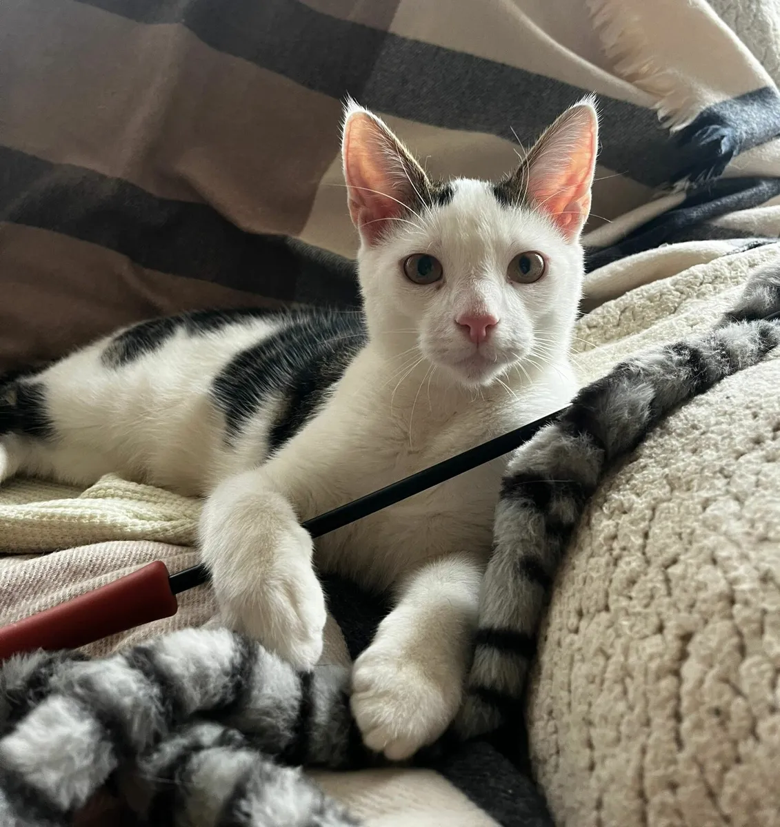 Lucky 6 m old kitten - Image 1