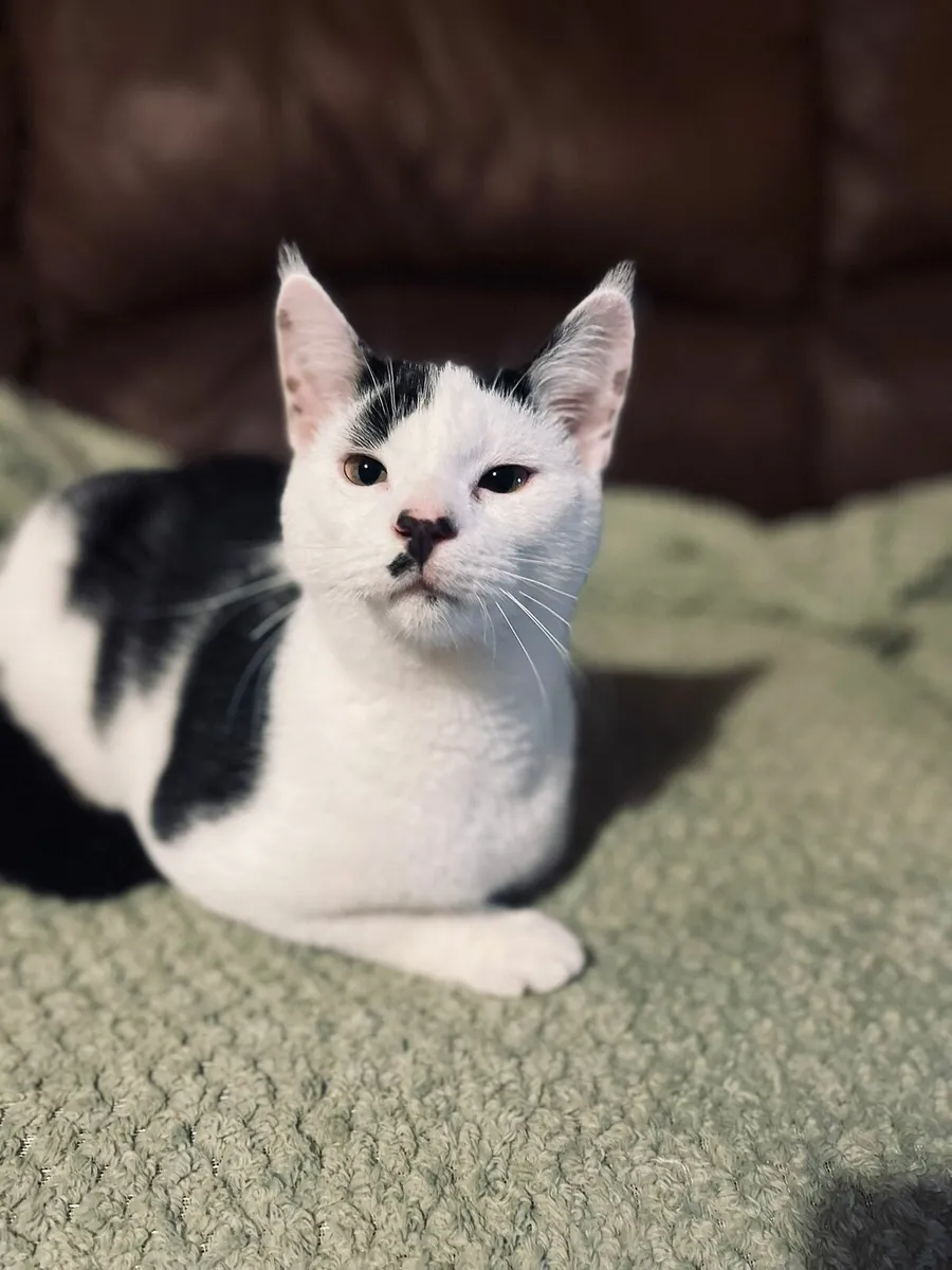 Romeo 6 months old kitten - Image 3