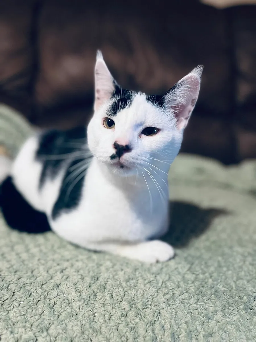 Romeo 6 months old kitten - Image 1