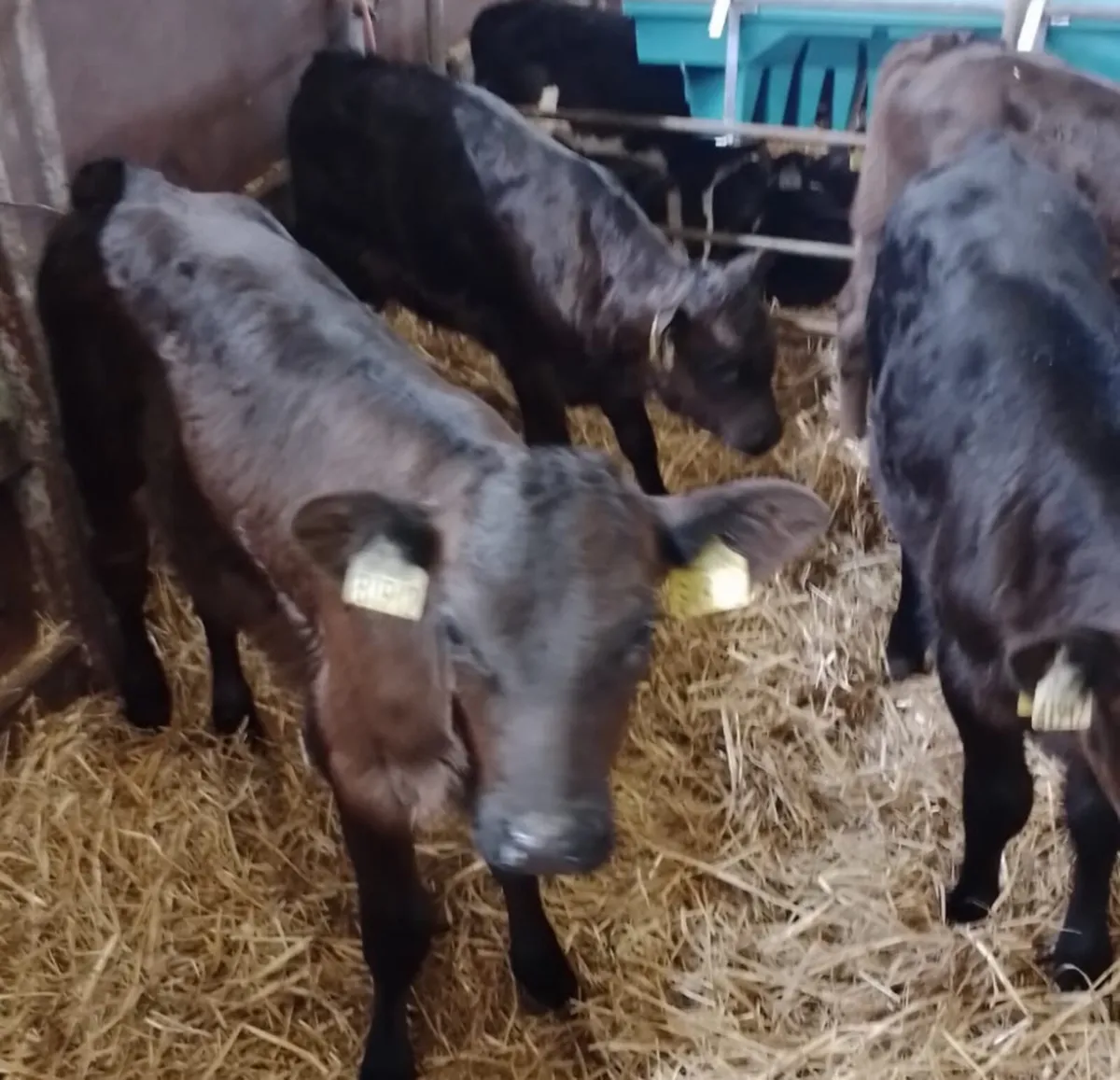 Suck Calves URGENTLY REQUIRED - Image 1