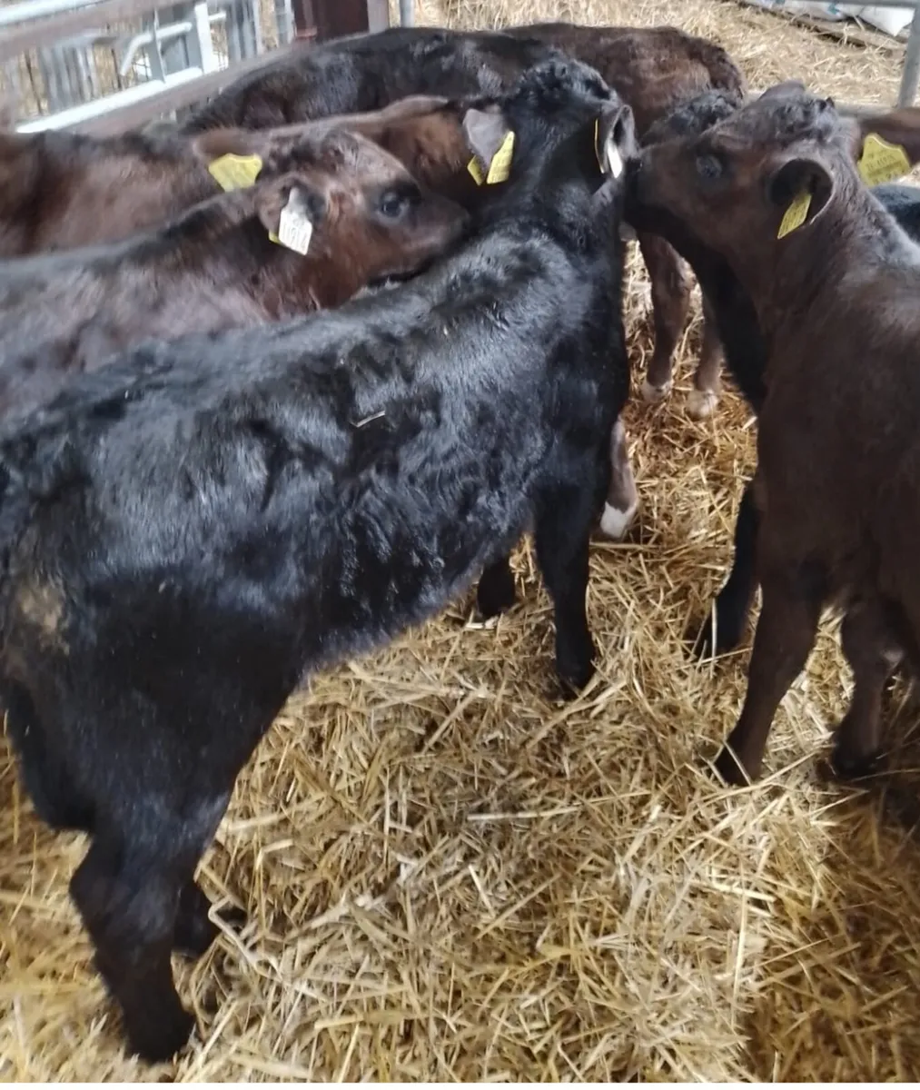 Suck Calves URGENTLY REQUIRED - Image 2