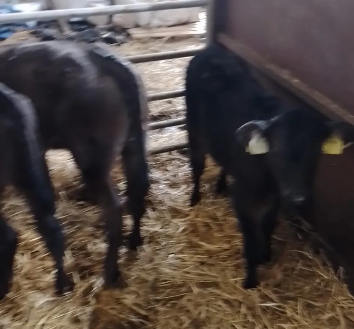 Suck Calves URGENTLY REQUIRED - Image 3