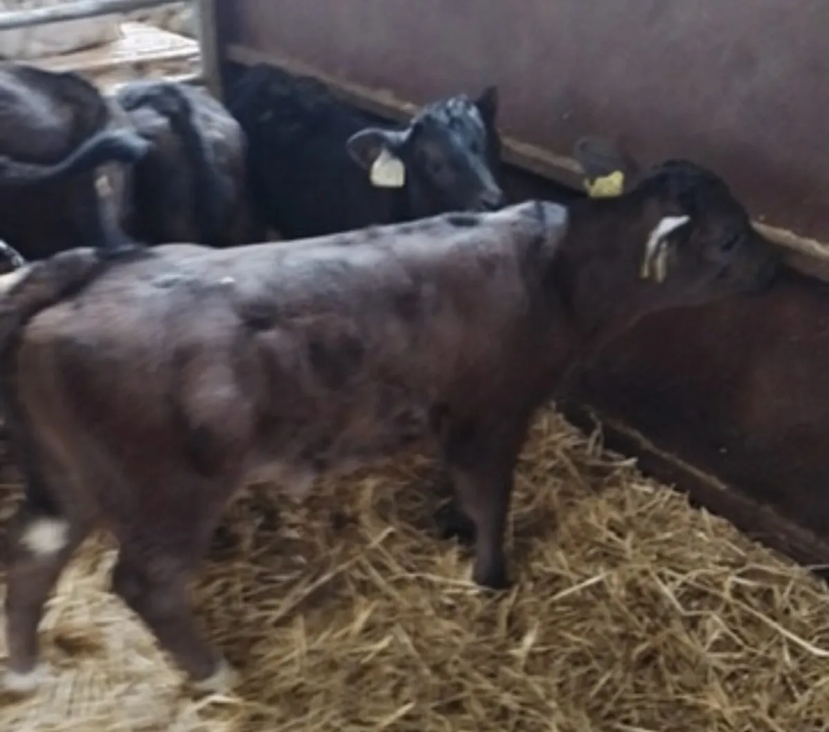 Suck Calves URGENTLY REQUIRED - Image 4