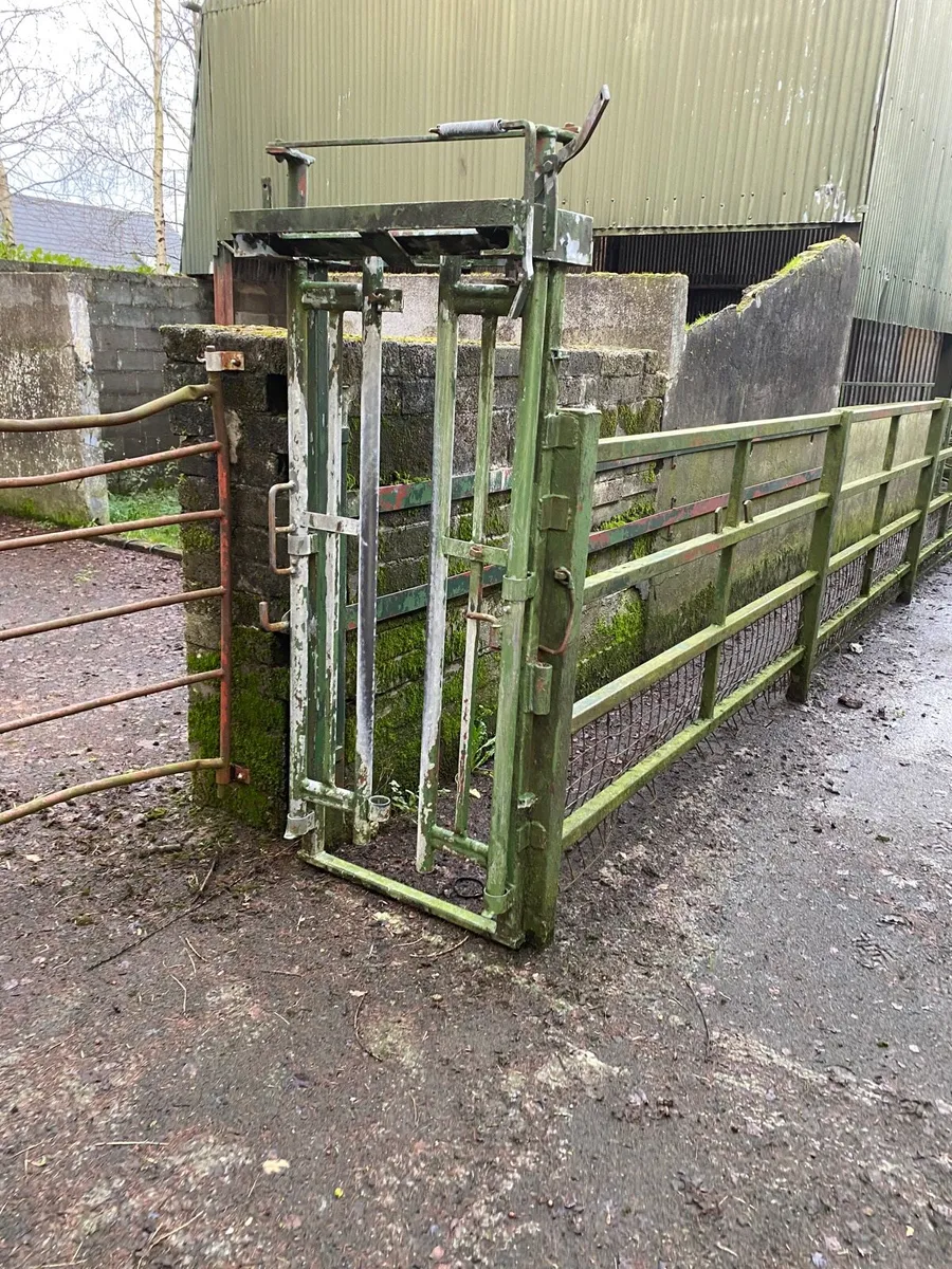Cattle crush with head gate - Image 1