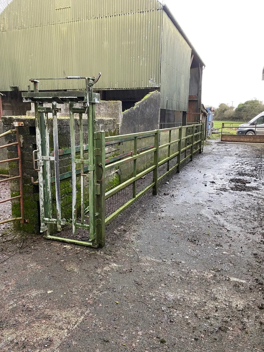Cattle crush with head gate - Image 2