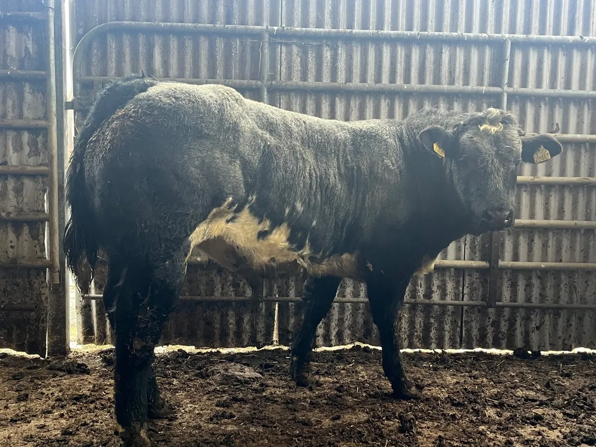 Hybrid bull