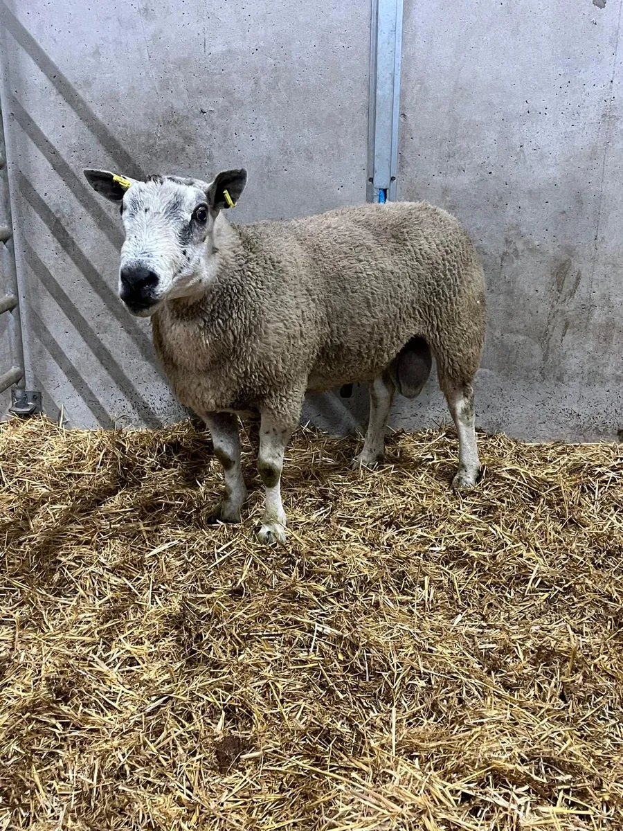 Aberfield Ram - Image 2