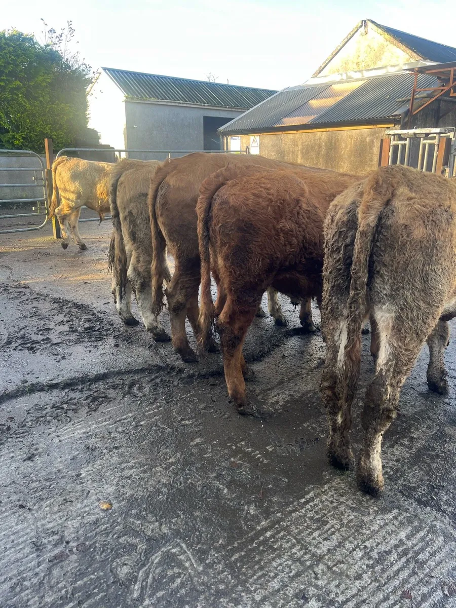 7 CH for Sale - Image 1