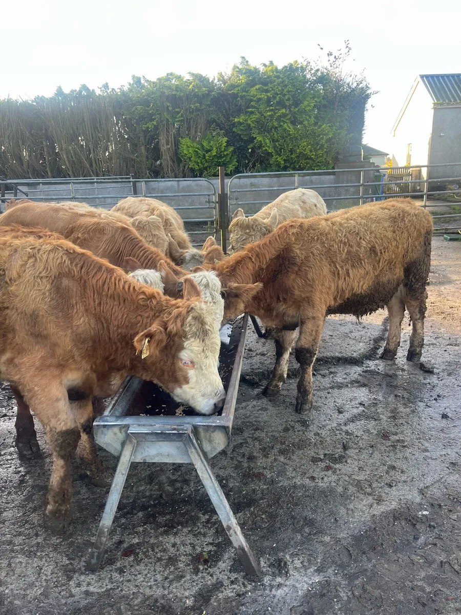 7 CH for Sale - Image 2