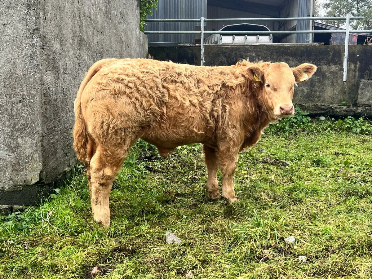 Bull Weanlings For Balla Mart - Image 1