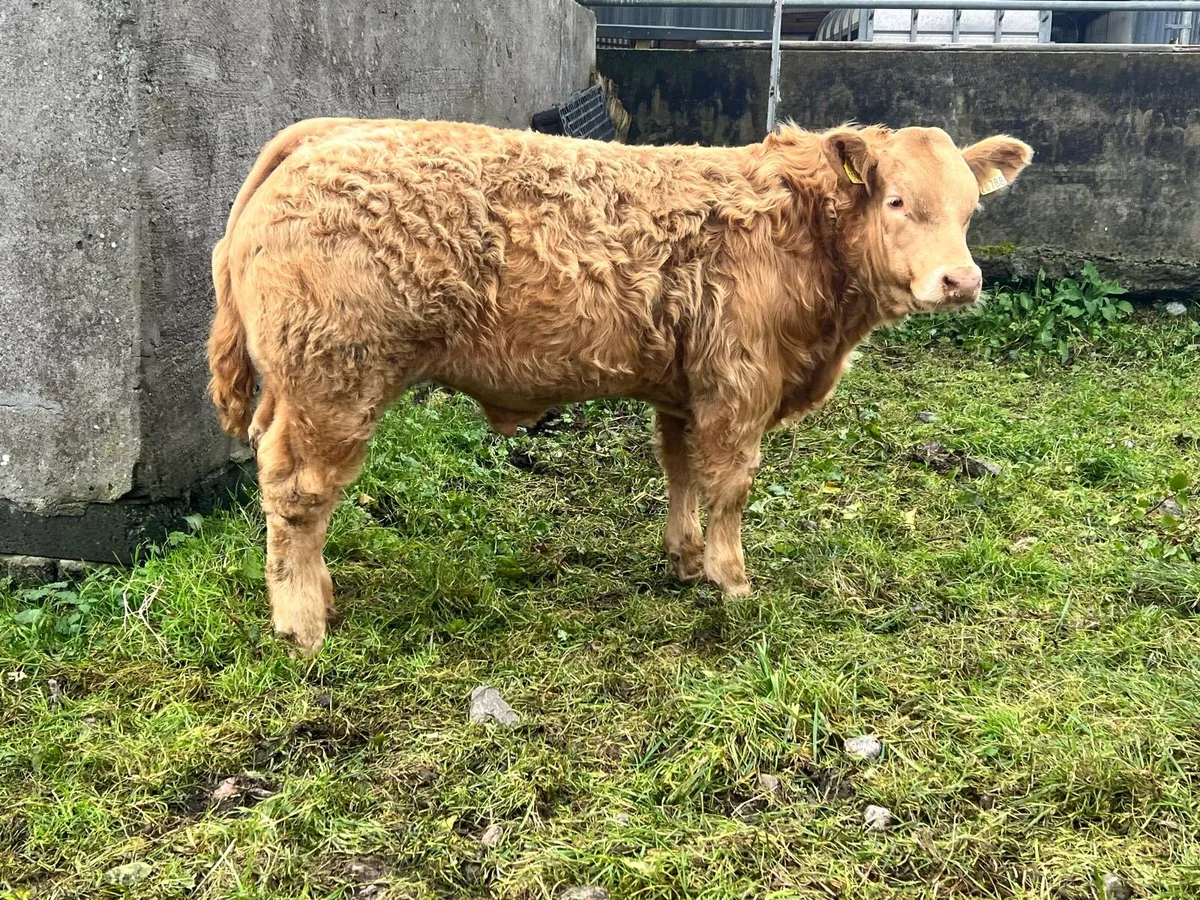 Bull Weanlings For Balla Mart - Image 2