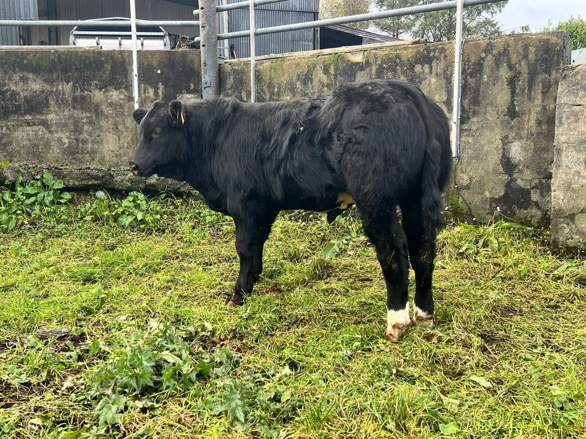Bull Weanlings For Balla Mart - Image 3