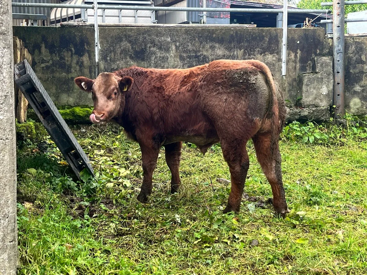 Bull Weanlings For Balla Mart - Image 4