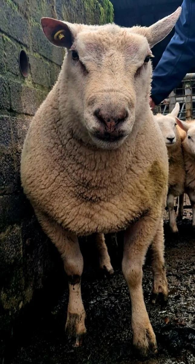 PBR Charollais Hogget Ram - Image 3