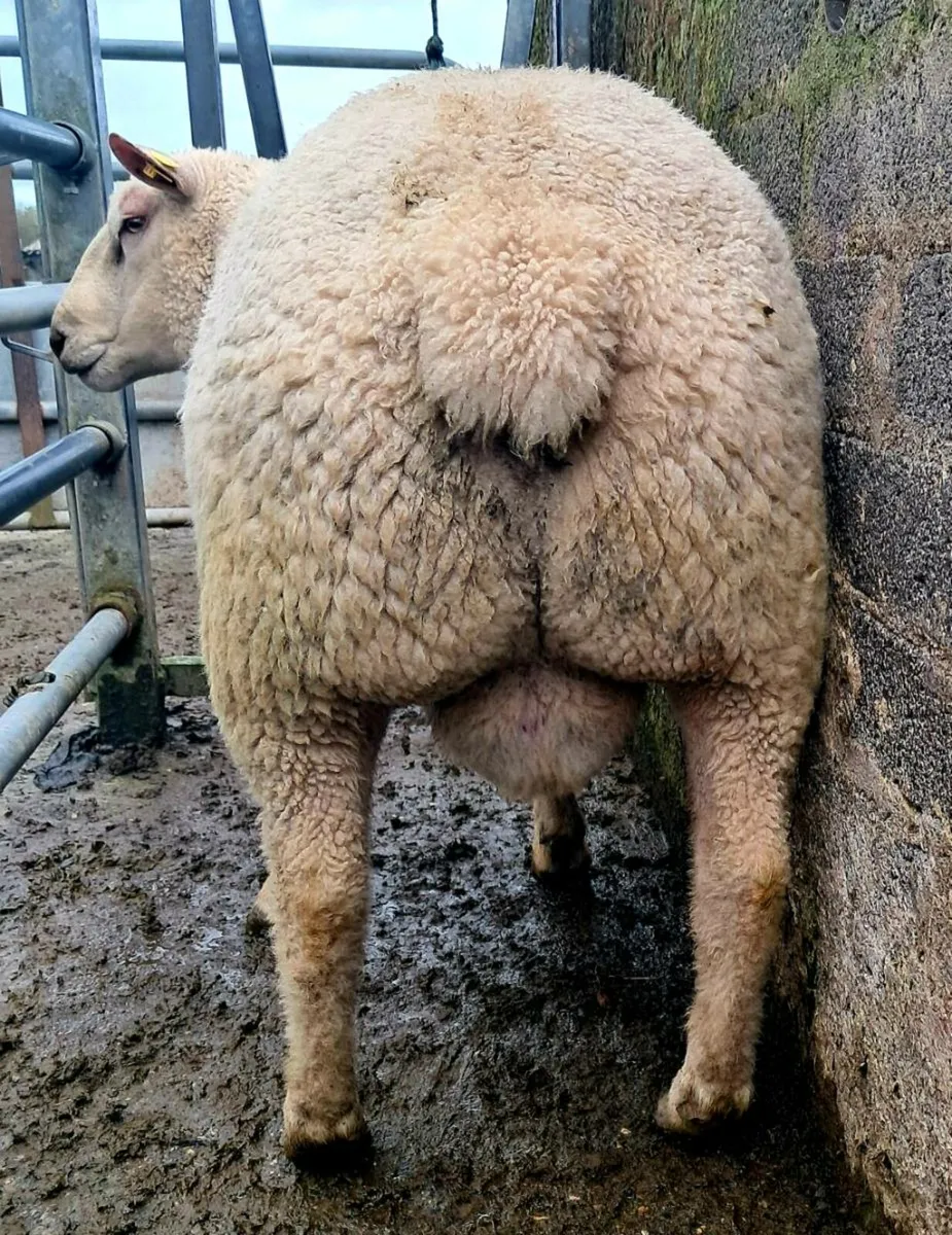 PBR Charollais Hogget Ram - Image 4