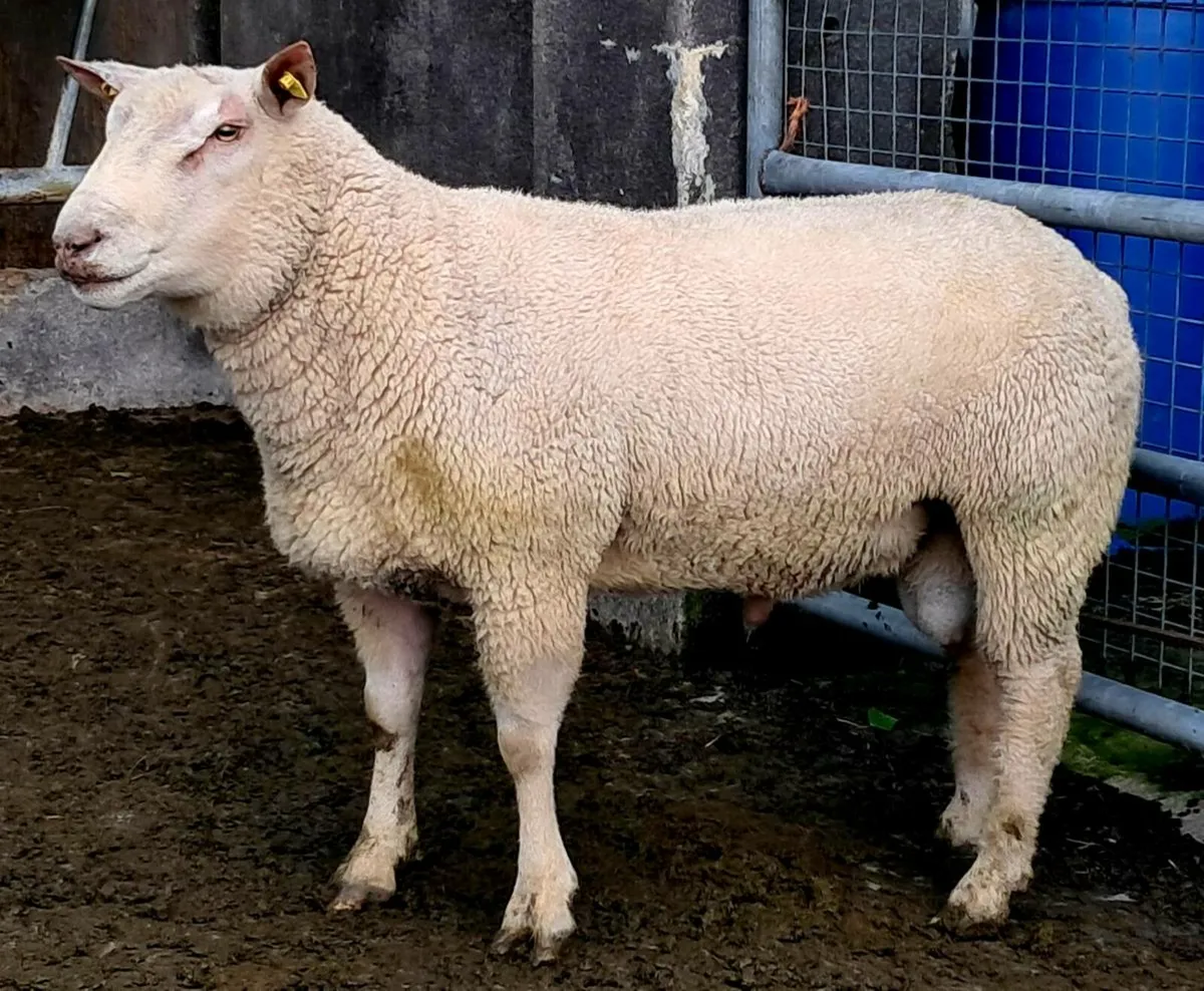 PBR Charollais Hogget Ram - Image 2