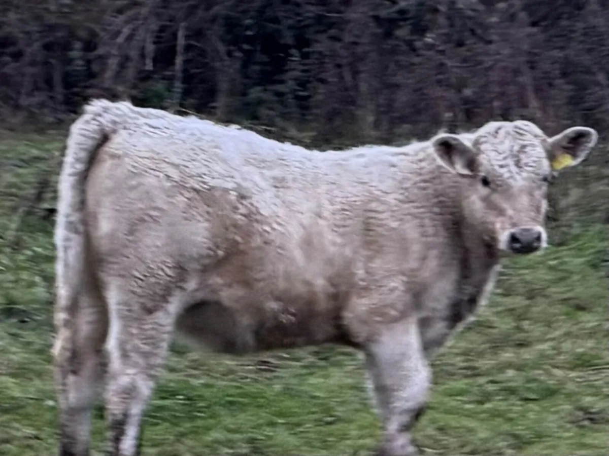 Organic weanlings - Image 1