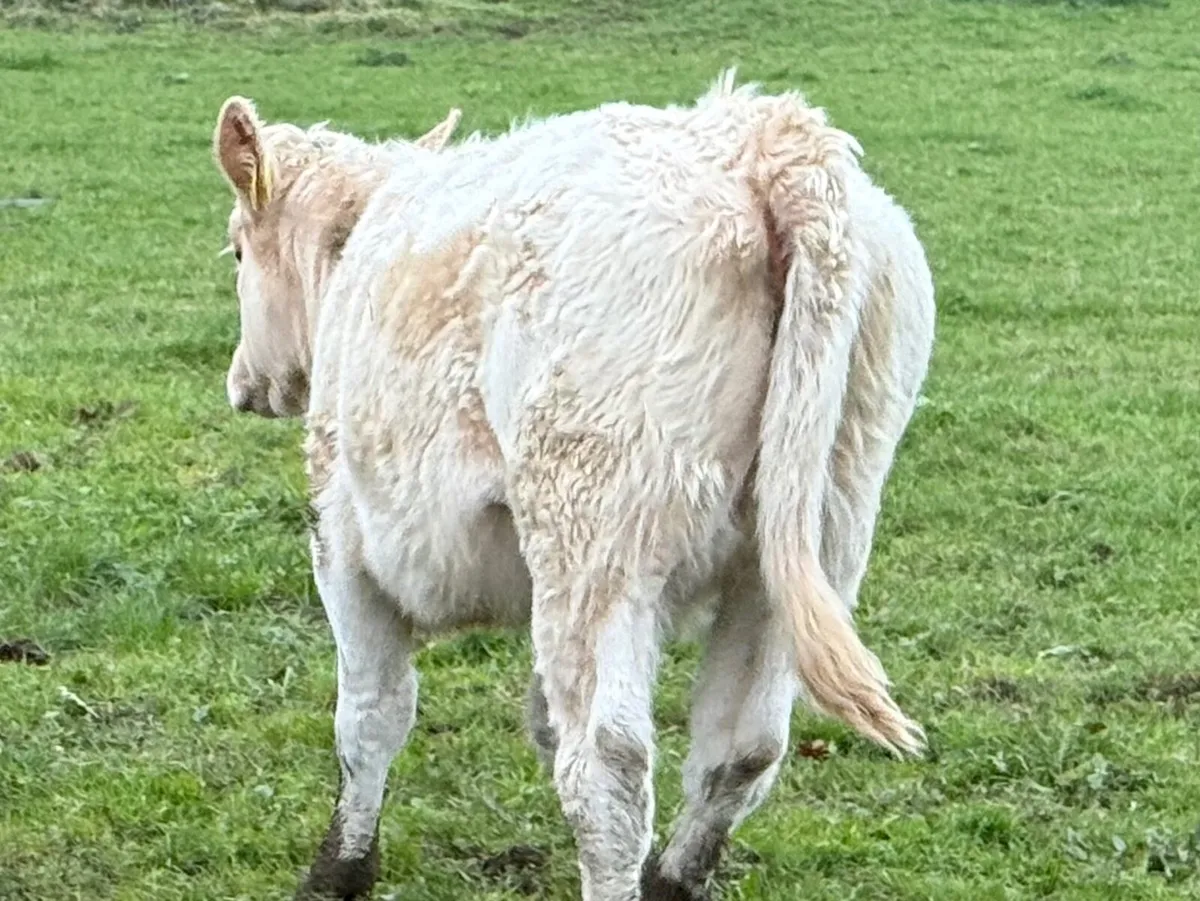 Organic weanlings - Image 2