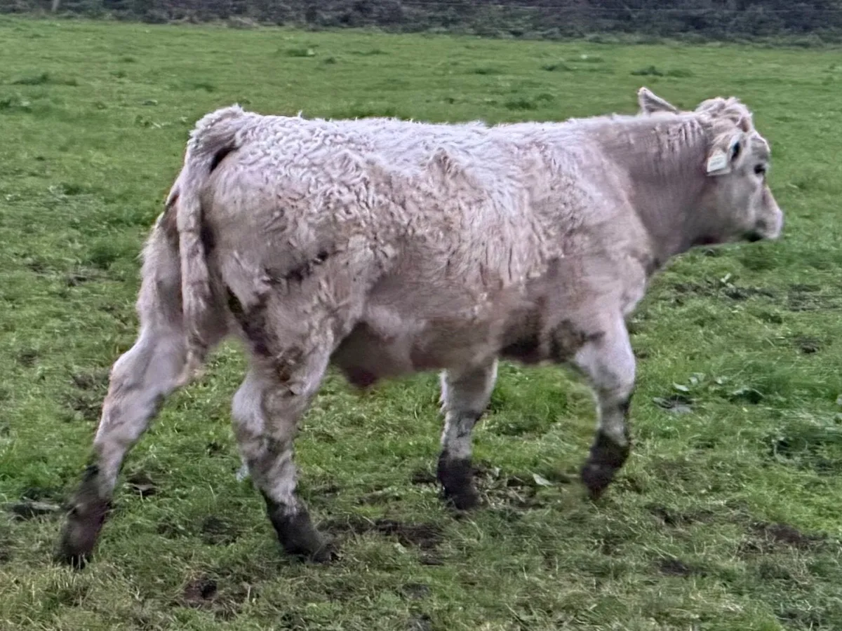 Organic weanlings - Image 4