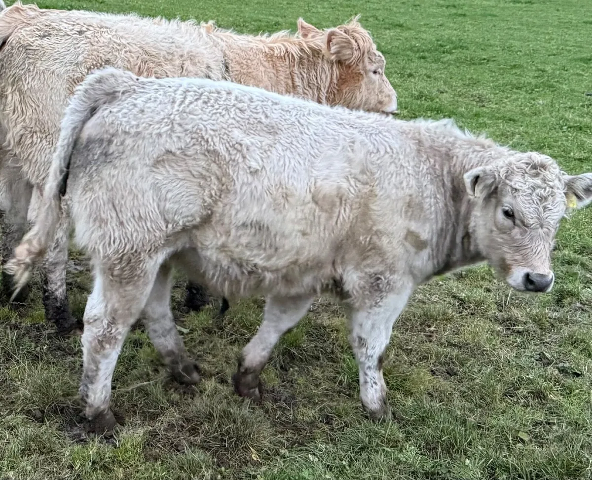 Organic weanlings - Image 3