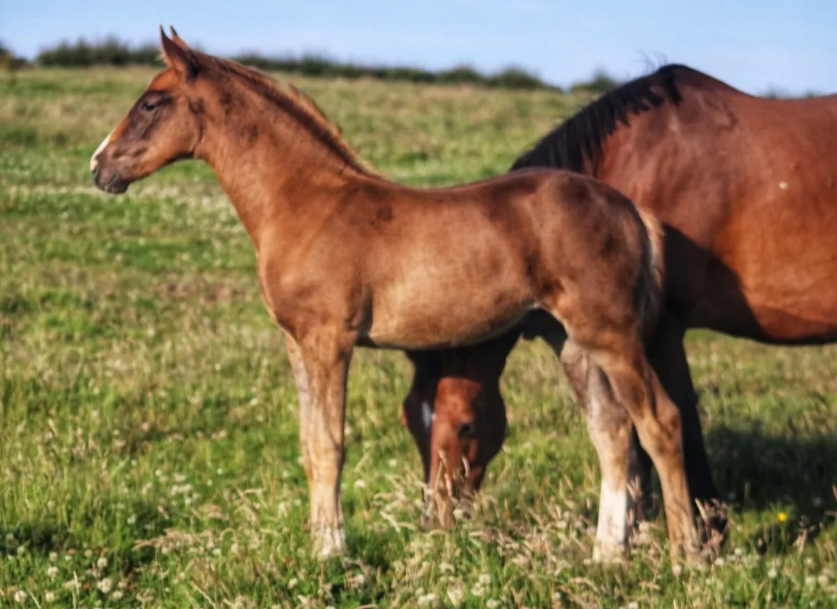 Chestnut colt foal ISH - Image 1