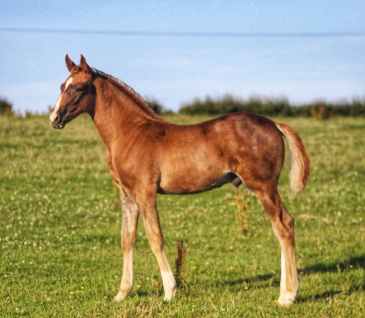 Chestnut colt foal ISH - Image 2