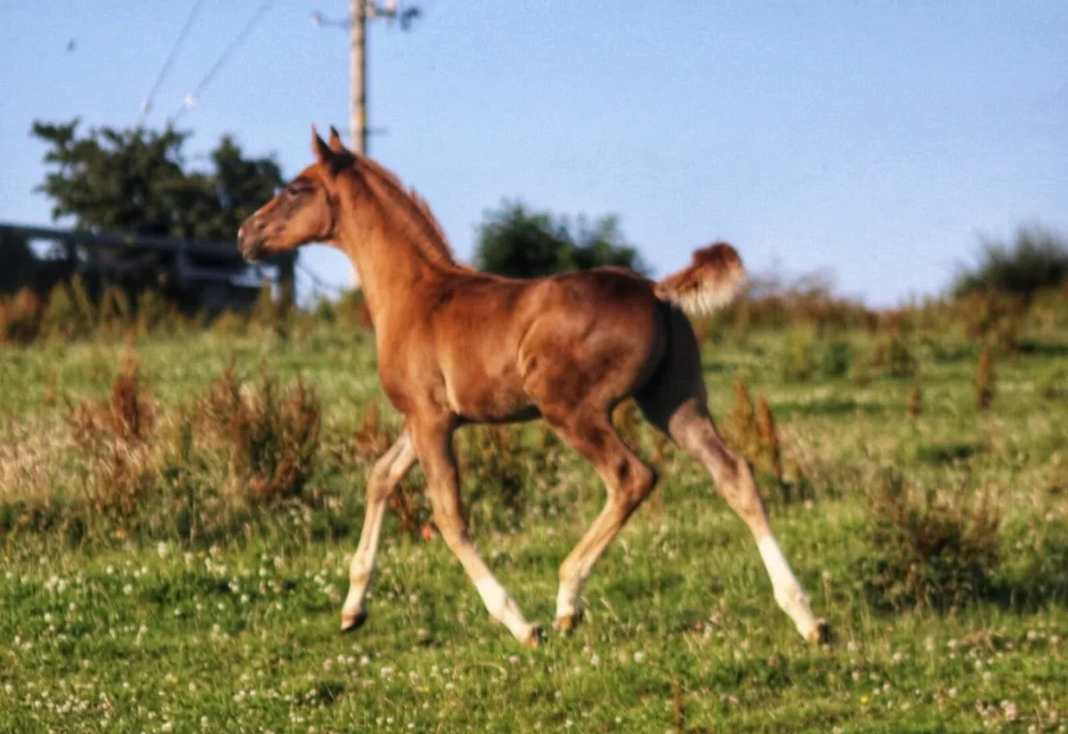 Chestnut colt foal ISH - Image 3
