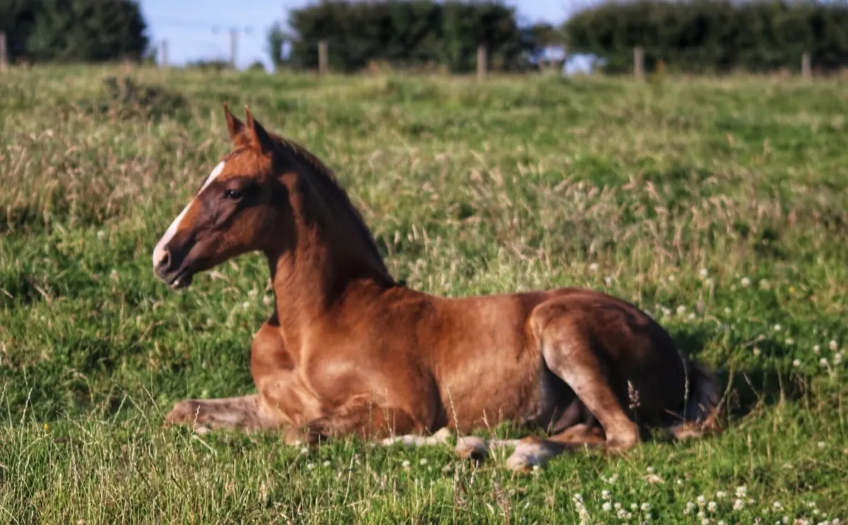 Chestnut colt foal ISH - Image 4