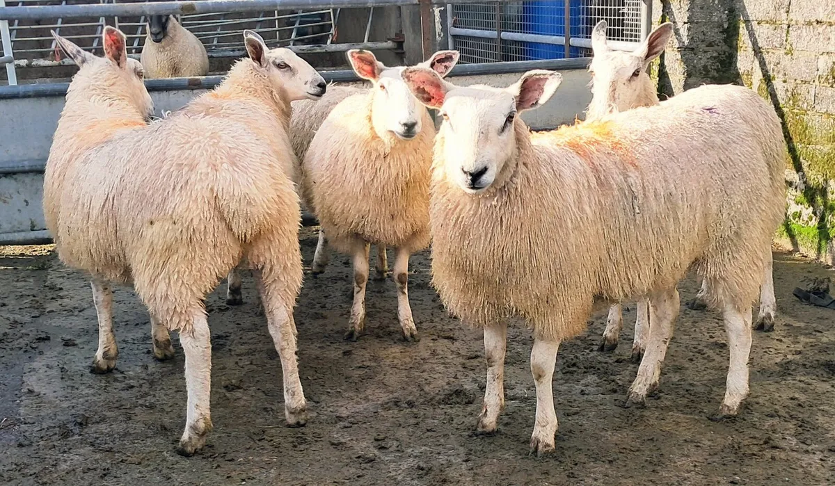 Aber Ewe Lambs - Image 2