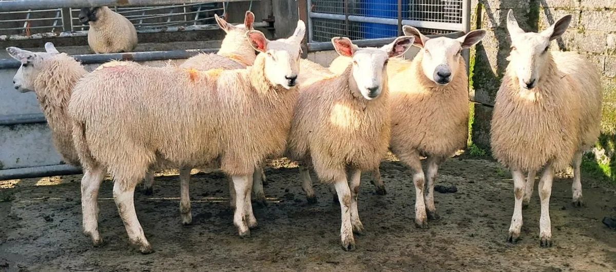 Aber Ewe Lambs - Image 3