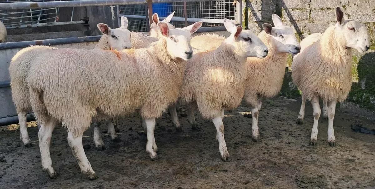 Aber Ewe Lambs - Image 4