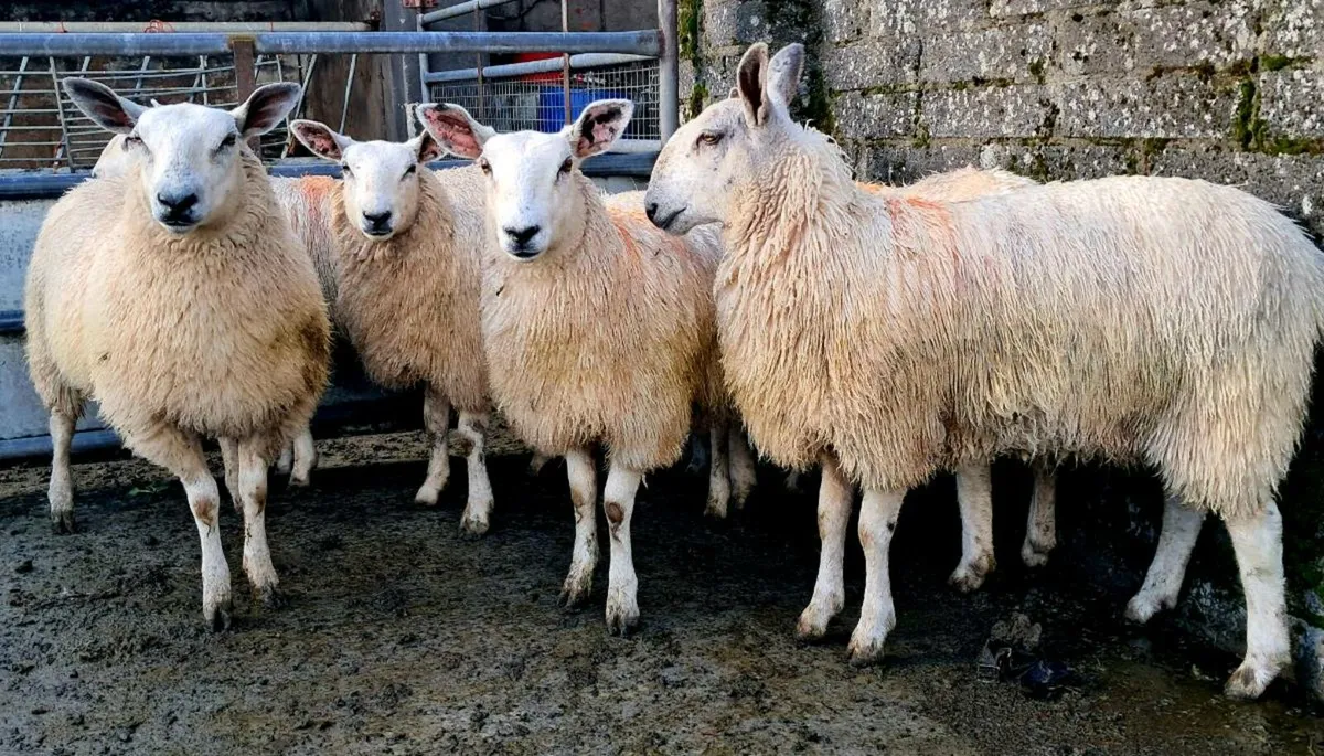 Aber Ewe Lambs - Image 1