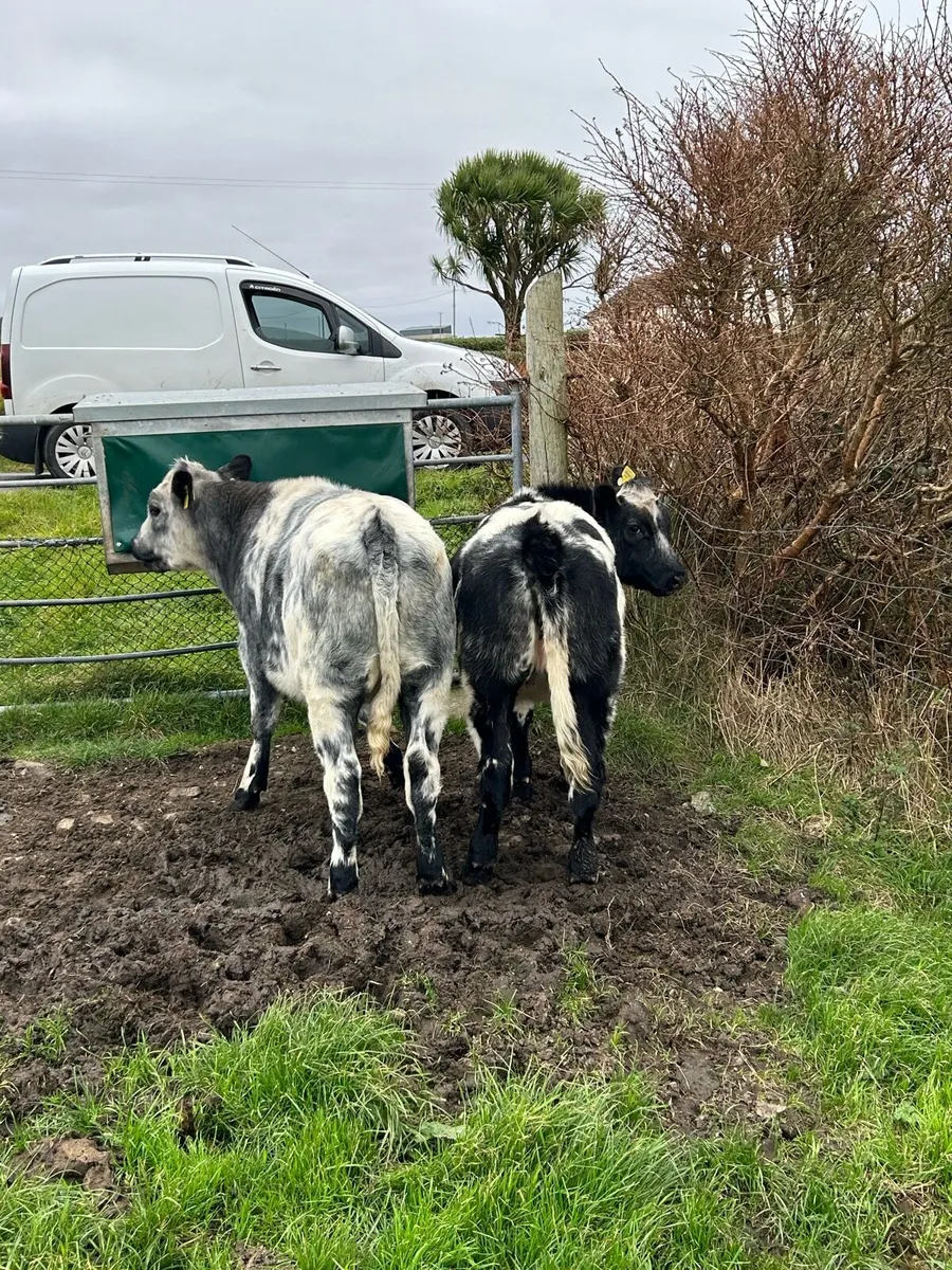 Blue cross british freisen heifers - Image 1
