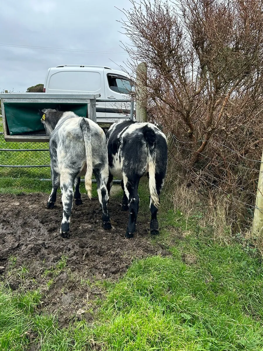 Blue cross british freisen heifers - Image 2