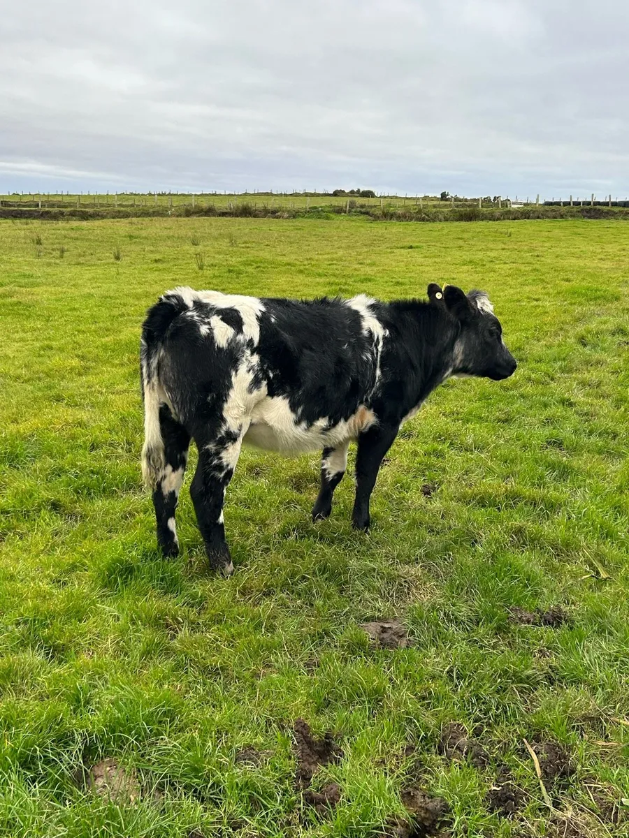 Blue cross british freisen heifers - Image 3