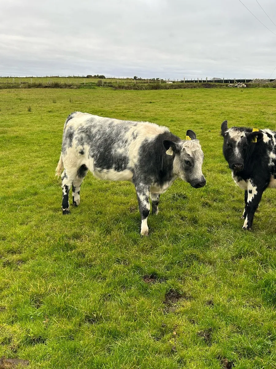 Blue cross british freisen heifers - Image 4