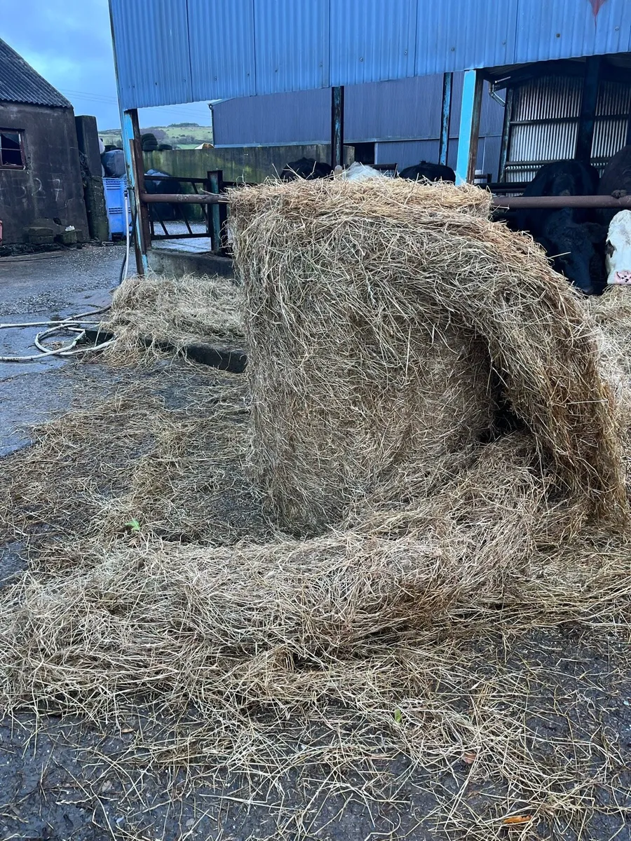 Hay - Image 2