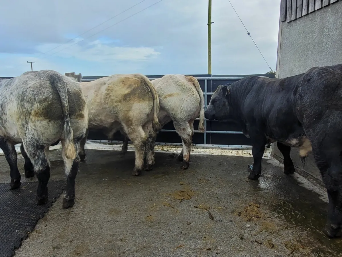 Weanling bulls - Image 2