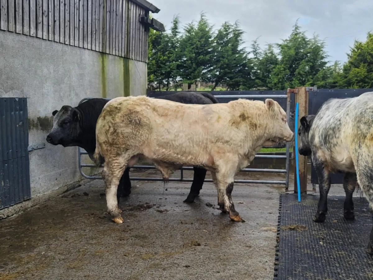 Weanling bulls - Image 3