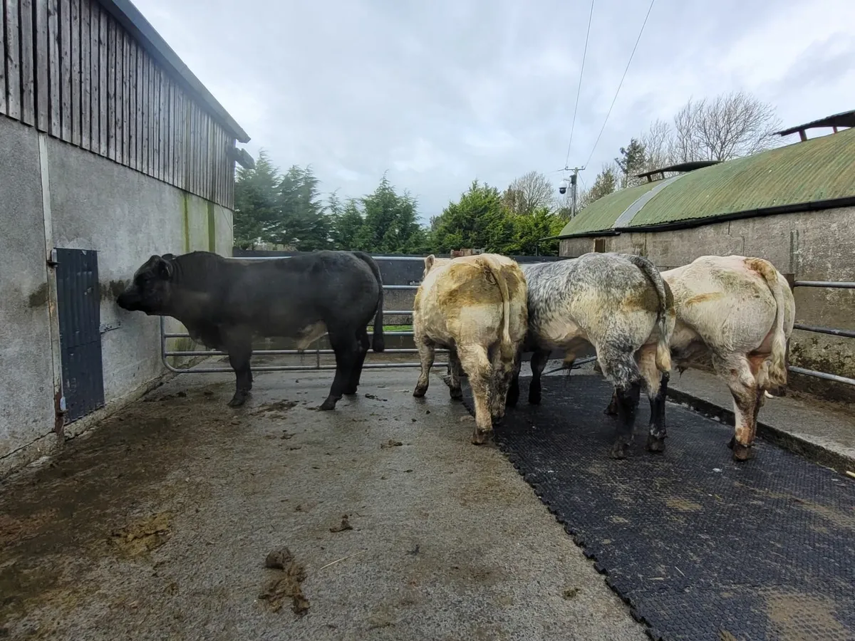 Weanling bulls - Image 4