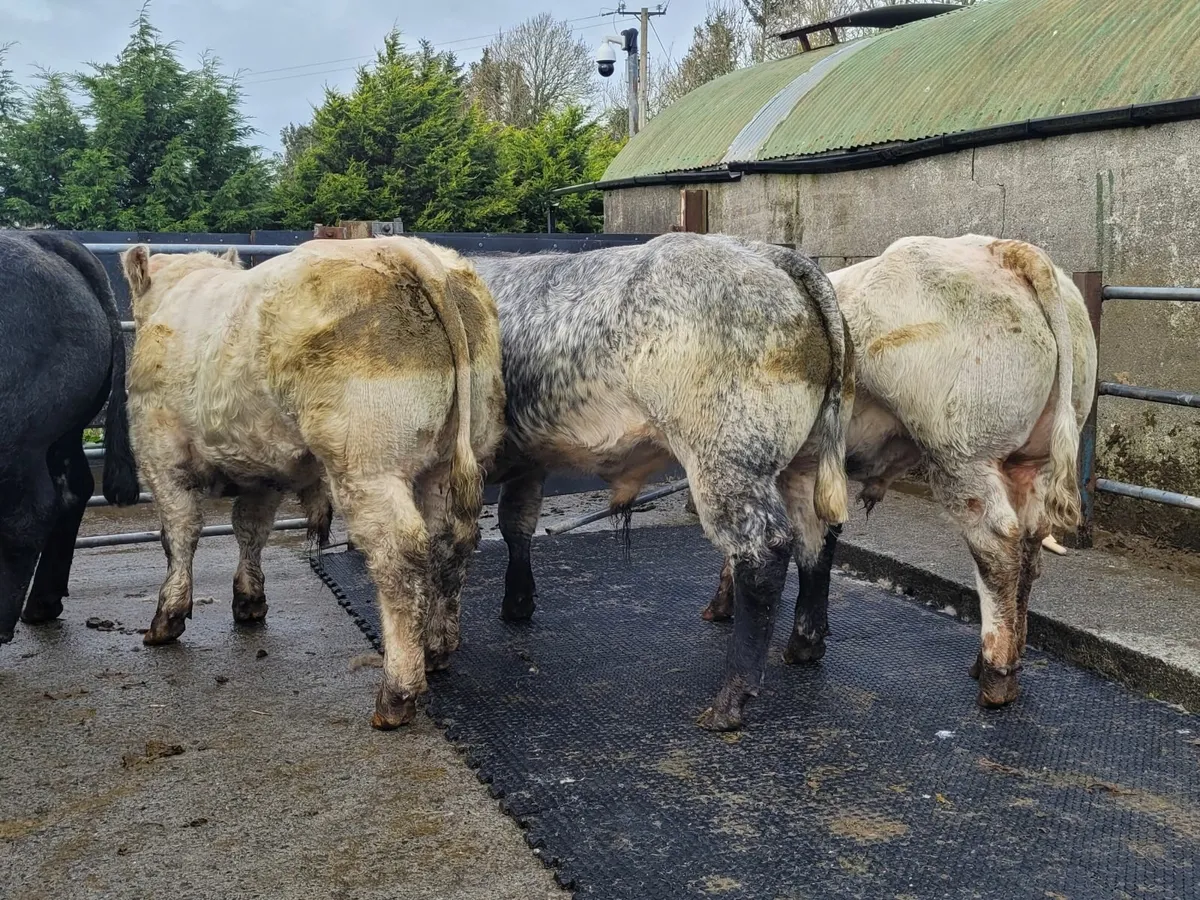 Weanling bulls - Image 1