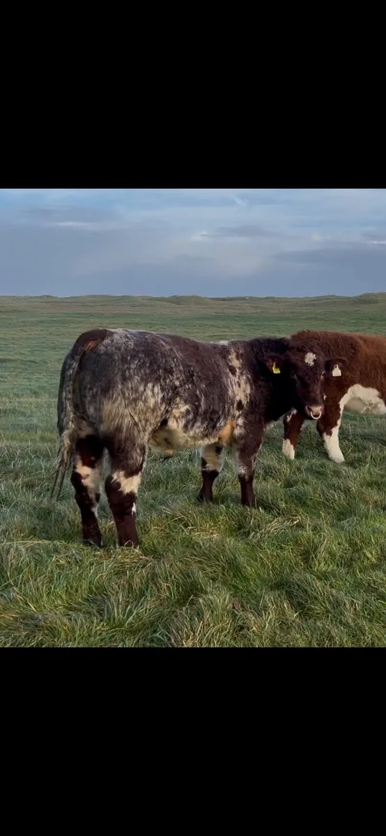 Organic  purebred Bull - Image 1