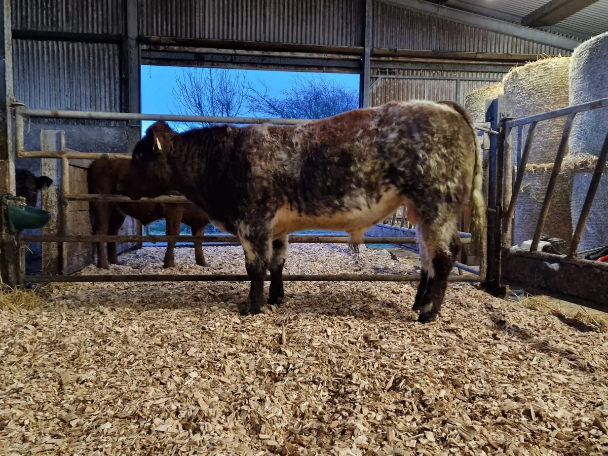 Organic  purebred Bull - Image 2