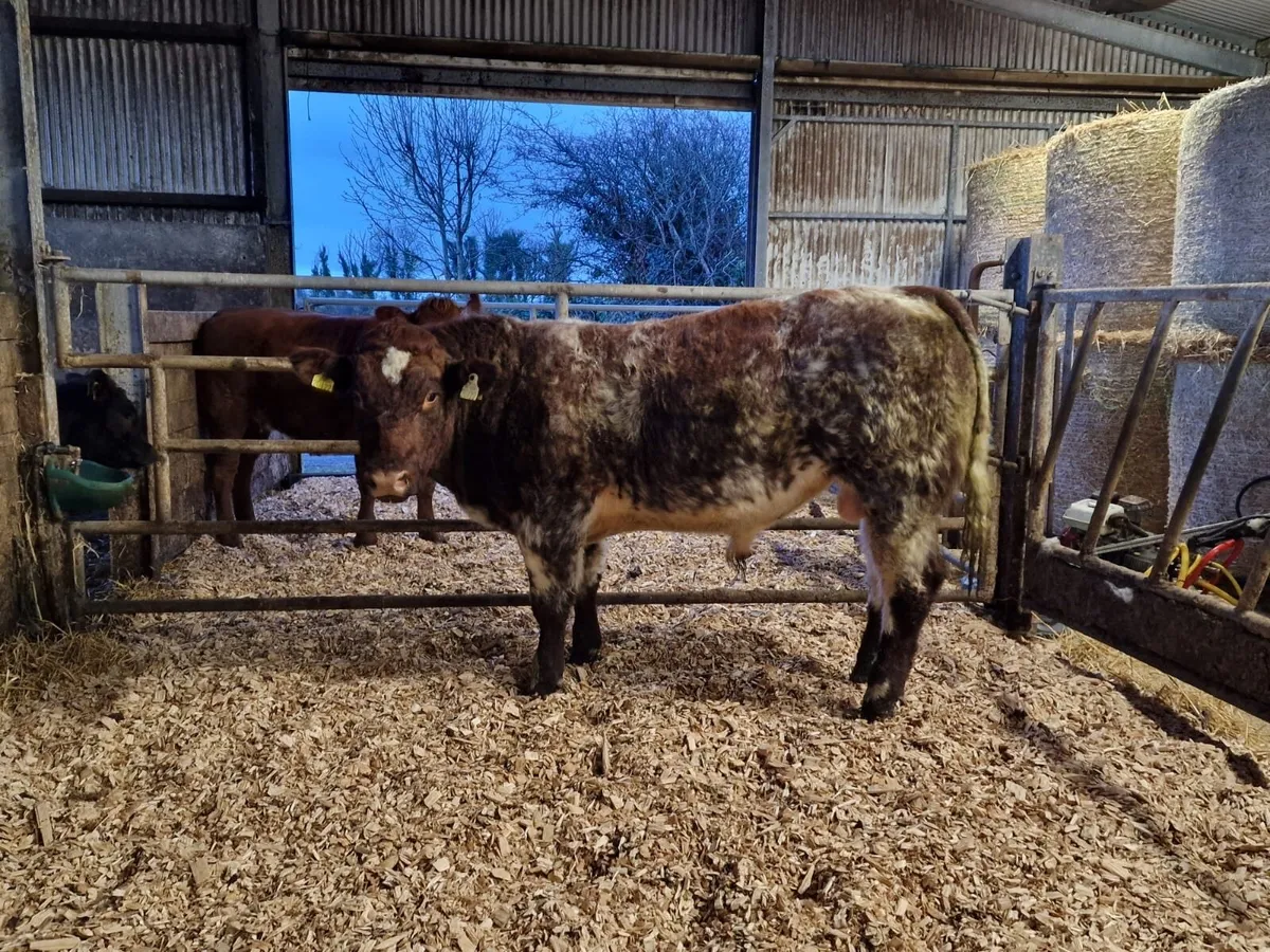 Organic  purebred Bull - Image 3