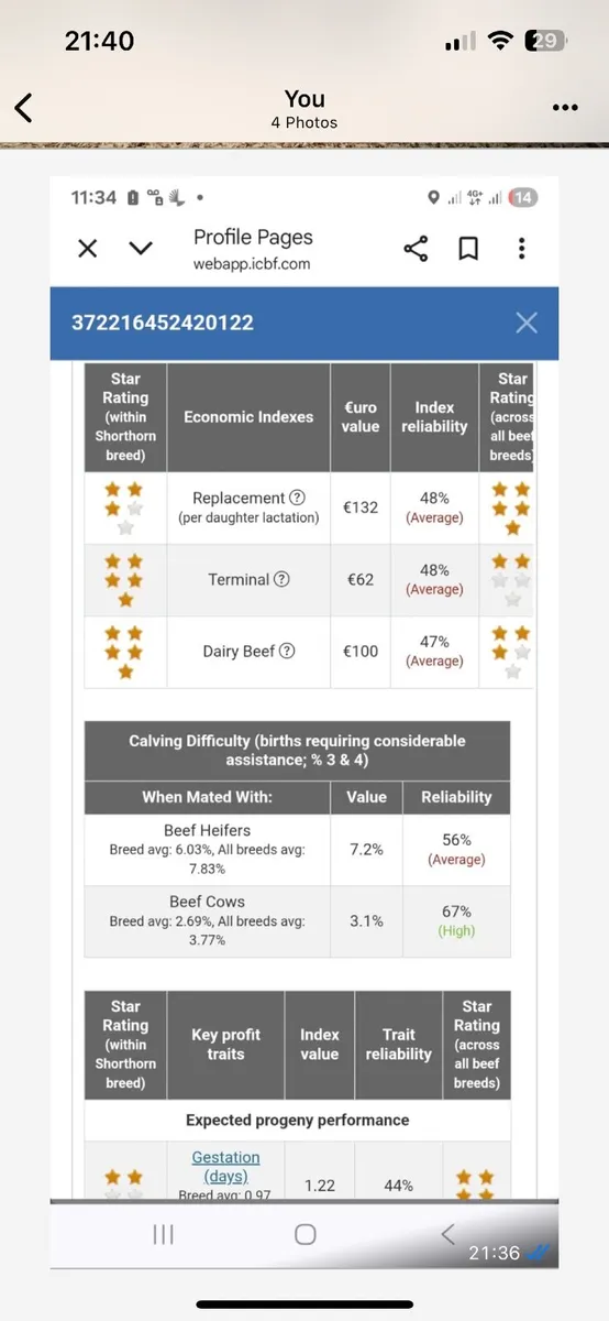 Organic  purebred Bull - Image 4