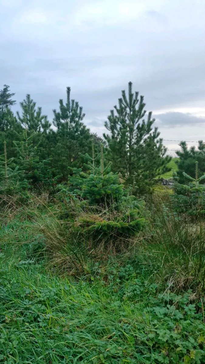 Christmas Trees - Image 1