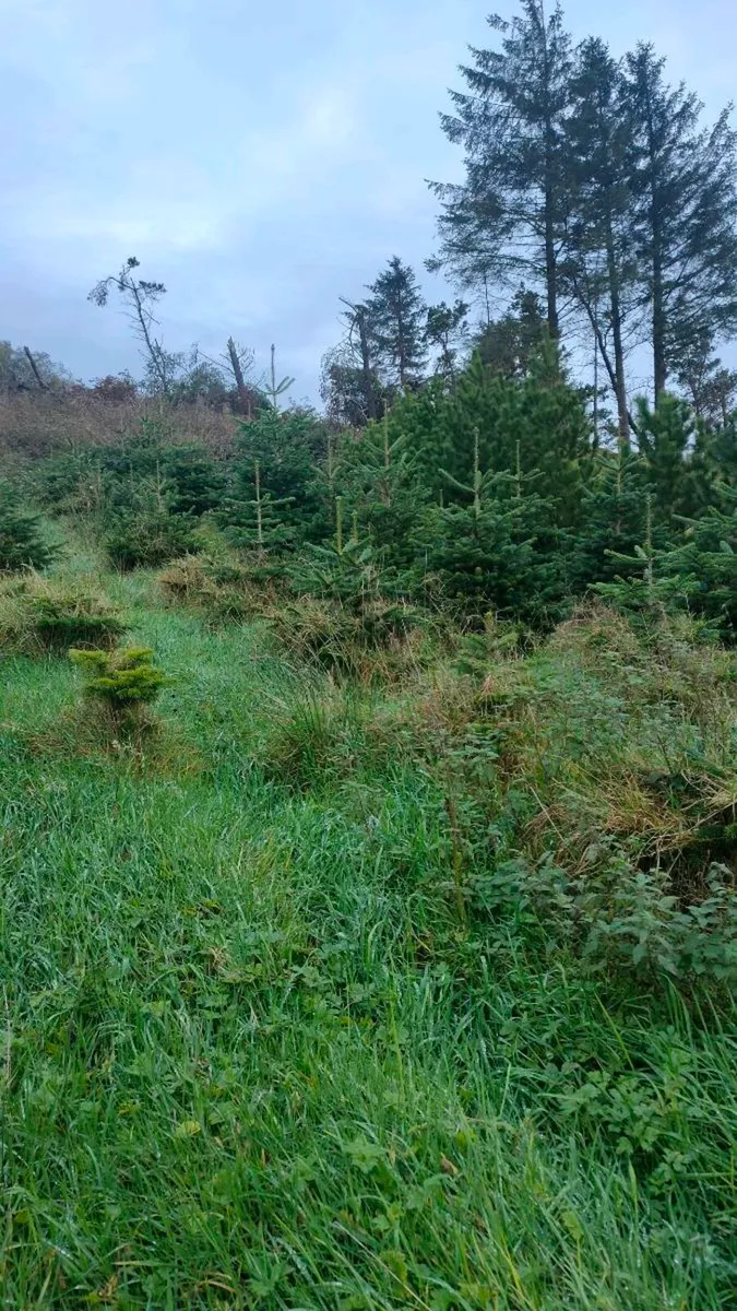 Christmas Trees - Image 2