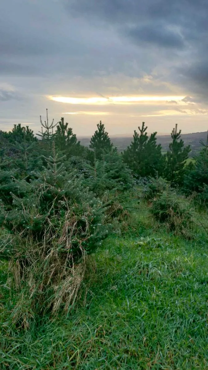 Christmas Trees - Image 3