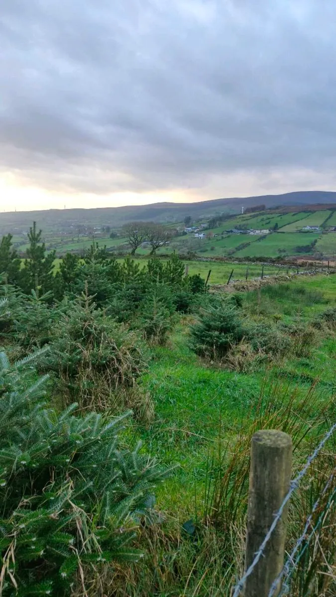 Christmas Trees - Image 4