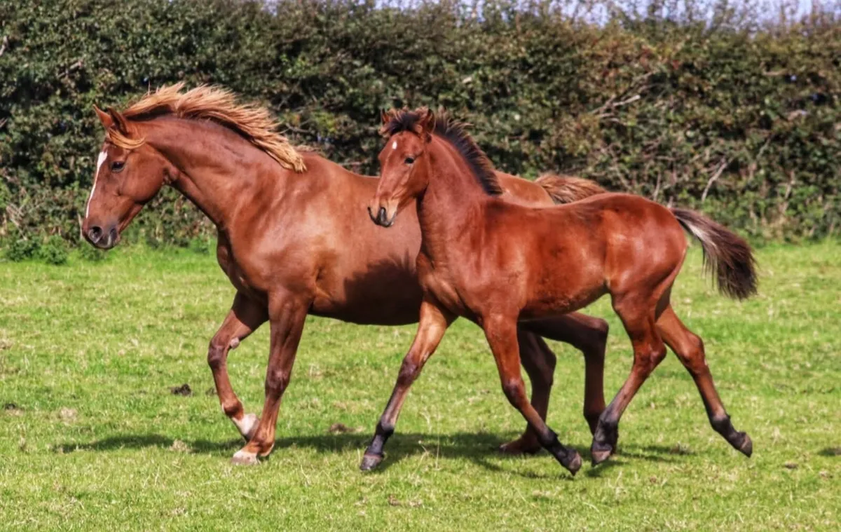 Bay ISH colt foal - Image 1